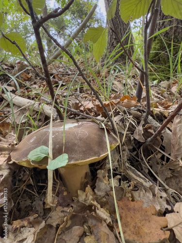 Funghi Porcini nel Bosco in autunno