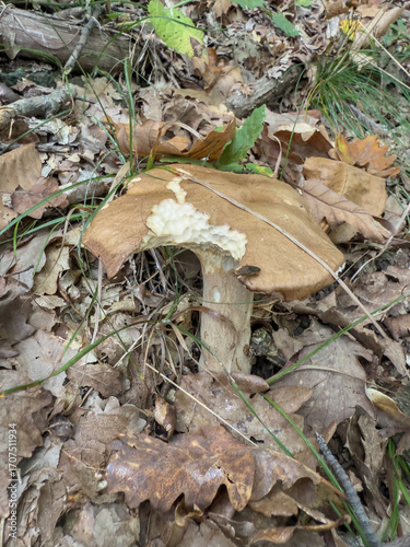 Funghi Porcini nel Bosco in autunno