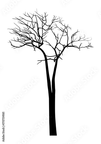 Bare tree silhouette, intricate branches and twigs, splayed and extending outwards from the trunk. Plants, winter and fall concepts.