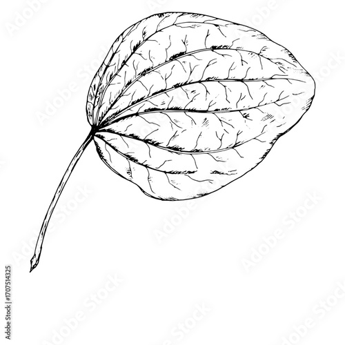 Black and white vector illustration of a single plantain leaf with distinct veins and natural shape. Hand drawn botanical drawing of wild medicinal herb used in natural remedies.