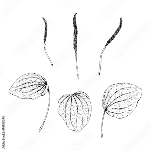 Black and white vector set of plantain Plantago major with leaves and flower spikes. Hand drawn botanical illustration of wild medicinal herb used in folk medicine, apothecary labels and herbal design