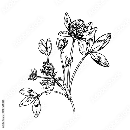 Black and white vector illustration of clover plant with blooming round flower heads and detailed leaves. Hand drawn botanical drawing of meadow herb used in traditional medicine