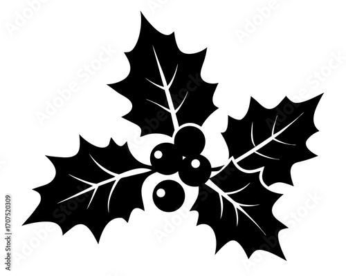 christmas holly with berries and leaves,Christmas holly   black silhouette vector