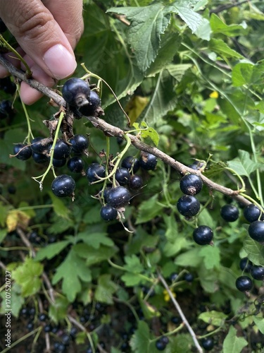 Black currant berry bush
