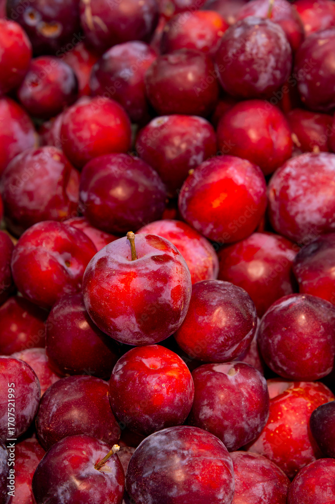 Obraz premium Close-up of ripe plums piled high on a counter in a supermarket or farm shop where produce comes straight from the gardens