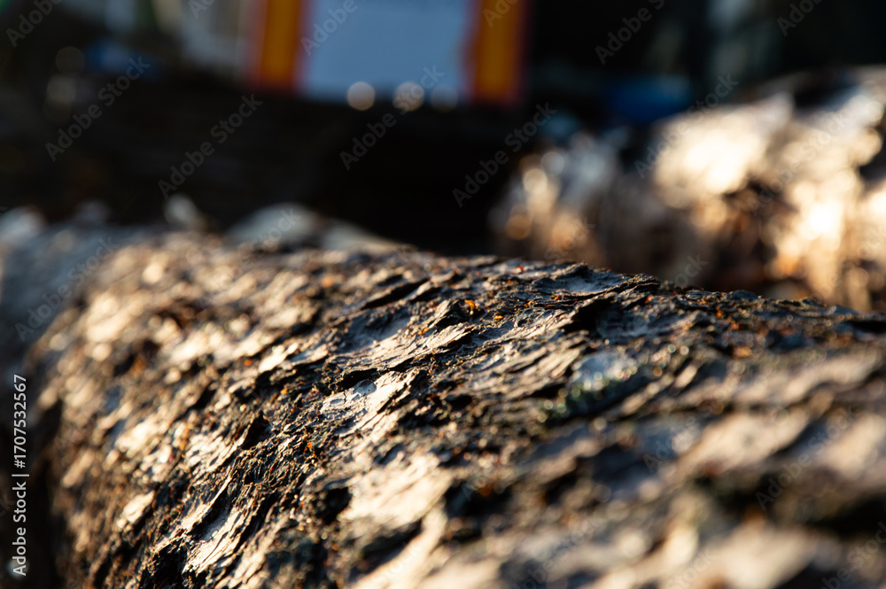 Fototapeta premium Sunlight gently illuminates a rough log, revealing intricate textures and details in a tranquil forest environment