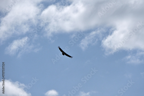 A solitary bird of prey flies high in a cloudy sky