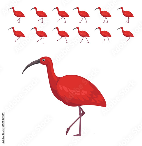 Scarlet Ibis Walking Motion Animation Sequence Cartoon Vector Illustration