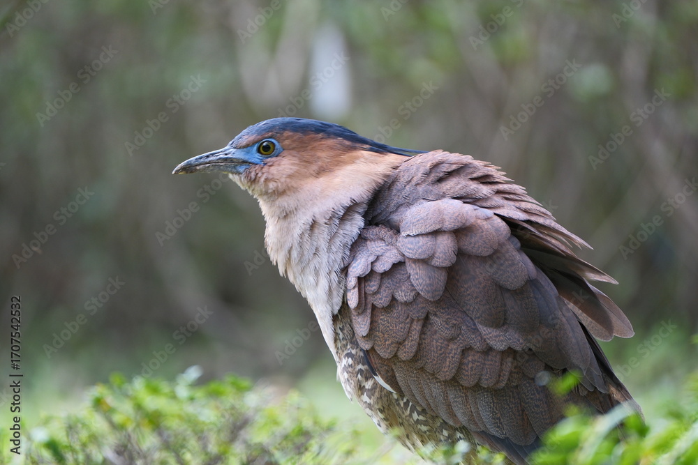 Fototapeta premium Malayan Night Heron standing alert on the ground in Taipei, Taiwan