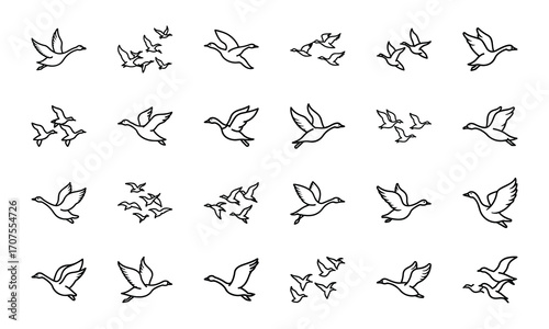 Set of Simple Bird Line Drawings – Black and White Outline Illustrations of Chickens, Ducks, Flamingos, Pigeons, and Farm Birds