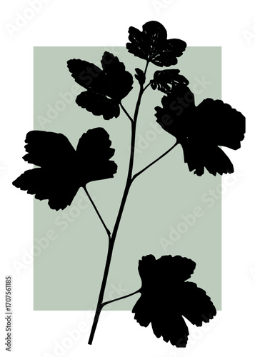 Acer sycamore maple silhouette on sage background. Botanical foliage artwork for poster, wallpaper, or printable. Perfect for aesthetic design, packaging, or minimalist nature-themed decor.