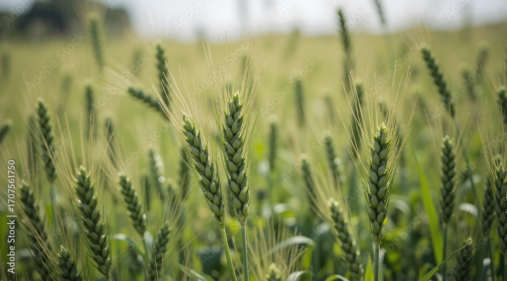 Fototapeta premium wheat field in summer