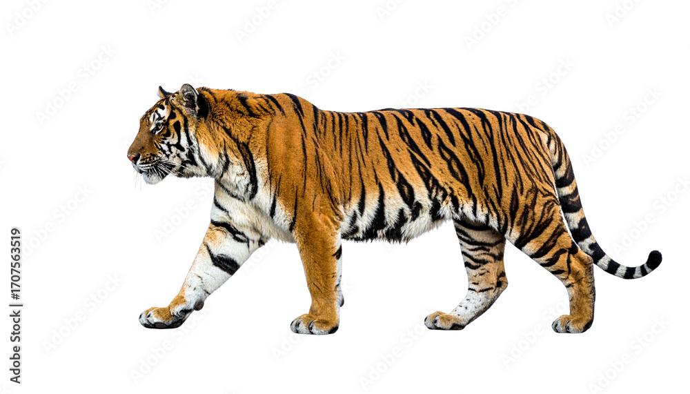 Obraz premium Tiger PNG, Wild Cat, Transparent Background, Big Cat Predator, Bengal Tiger, White Tiger, Jungle Animal Illustration, Wildlife Mammal, Dangerous Animal