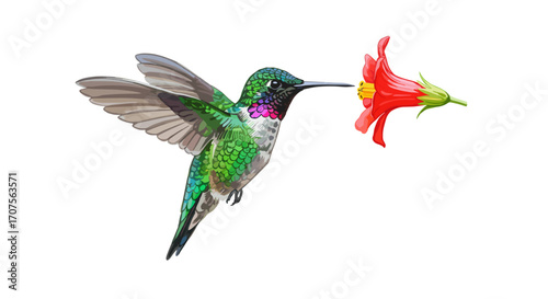 Watercolor vector illustration of hummingbird drinking nectar from exotic flower isolated on white background