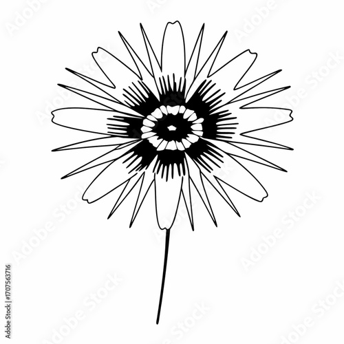 Minimilist detailed line drawing of a flower with spiky petals and a dark center on a white background design vector