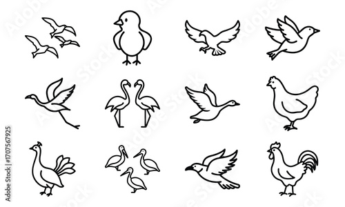 Set of Simple Bird Line Drawings – Black and White Outline Illustrations of Chickens, Ducks, Flamingos, Pigeons, and Farm Birds