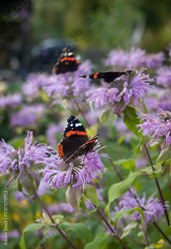 Orange and black butterfly sitting on bergamont flower