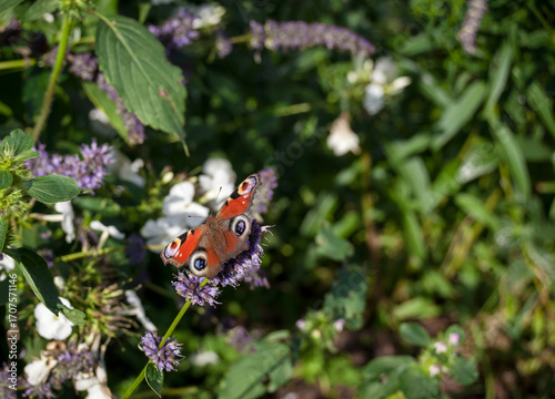 Beautiful orange butterfly in the garden