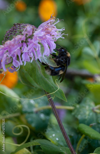 Closeup on big bumble bee eating nectar