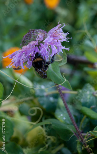 Small bumble bee eating nectar from lemon mint flower