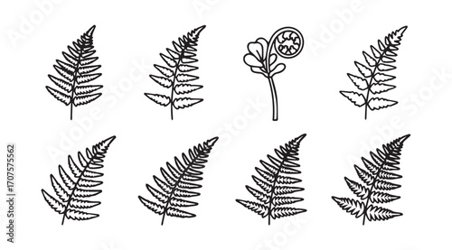 Collection of hand drawn fern leaf silhouettes in black and white