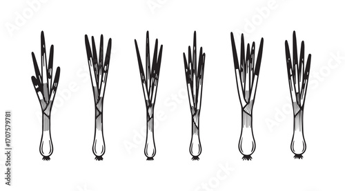 Six bunches of fresh green asparagus spears in a silhouette style