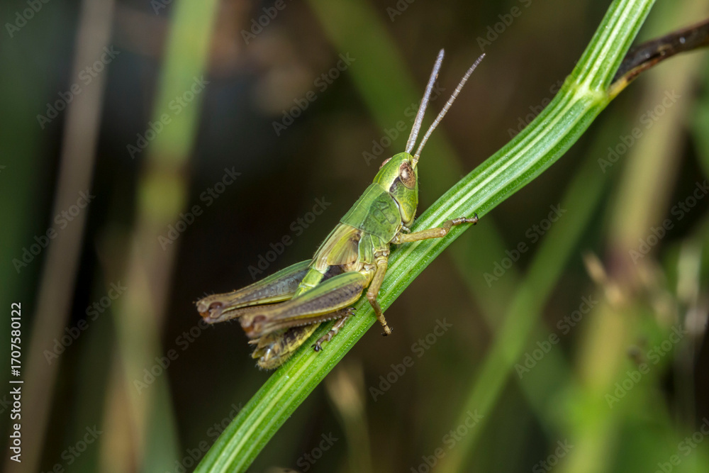 Fototapeta premium green grasshopper. blurred background. wildlife. colorful detailed macro photo of an insect. close-up. space for text. screensaver. bokeh