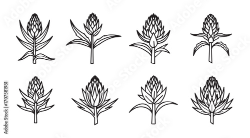 Collection of eight stylized botanical illustrations of seed pods or flower buds silhouette