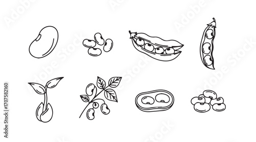Collection of soybean illustrations showing growth stages and pods silhouette