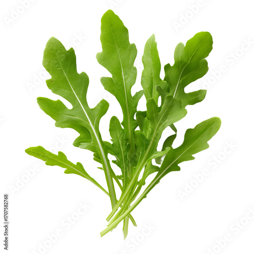 Fresh arugula leaves bunch (1)