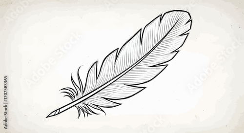 Hand drawn sketch of a single isolated bird feather.