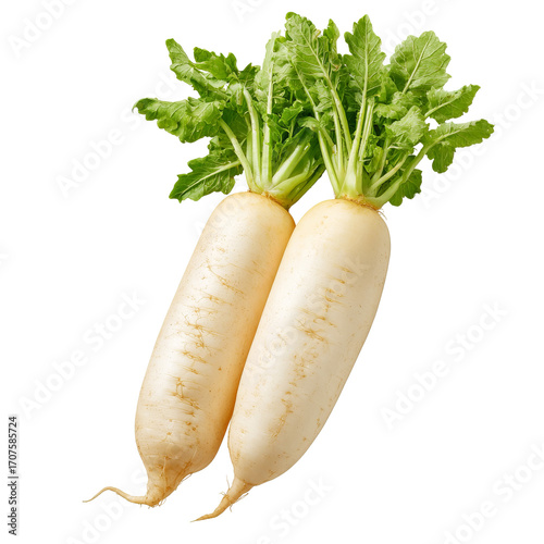 Two fresh daikon radishes with green tops