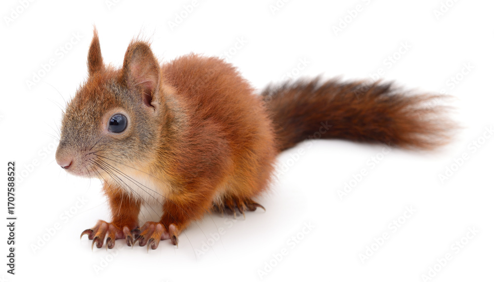 Obraz premium Red squirrel isolated on white background closeup side view