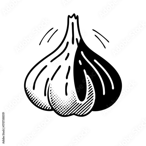 Vector art of hand drawn garlic illustration for culinary, health, or agricultural themes with a vintage touch