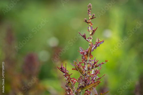 Billede på lærred Closeup top view of a lush red lettuce plant growing in the garden that has gone to bolting