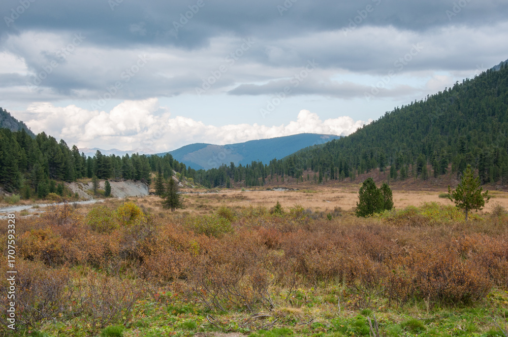 Obraz premium Picturesque Altai valley in late august located in the Altai mountains, Russian Federation