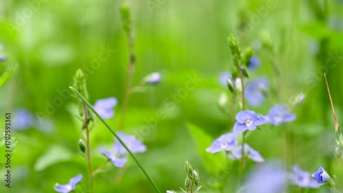 video of blue flowers veronica growing