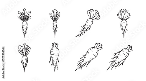 Collection of hand drawn root vegetables in a distinctive silhouette style