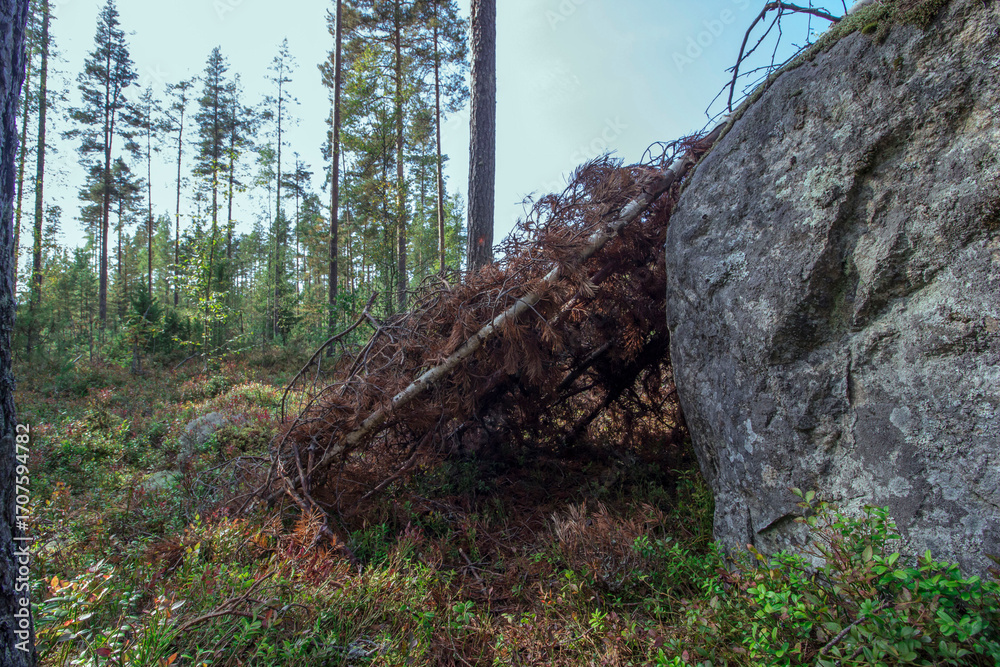 Obraz premium a house made of branches. a hut. a shelter