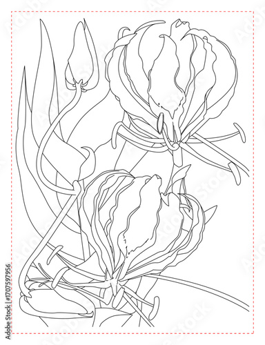 Gloriosa Lily Flower Coloring Page: Elegant and Exotic Vine Blooms