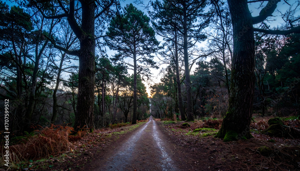 Fototapeta premium Dirt road stretches through a dense forest at dusk, creating a serene and slightly mysterious atmosphere with the fading light filtering through the trees.