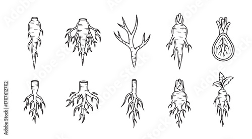 Collection of ten intricate tribal inspired root and branch silhouette designs