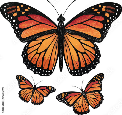 Monarch Butterflies Orange and Black on White Background Keywords: butterfly, butterflies, monarch