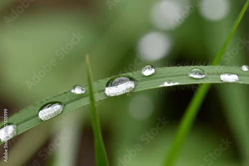 植物の葉の上に雨露