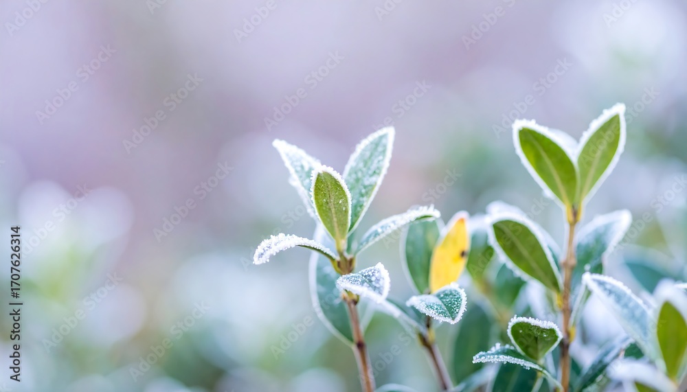 Obraz premium Frosty leaves, winter garden, blurred background, nature scene, postcard