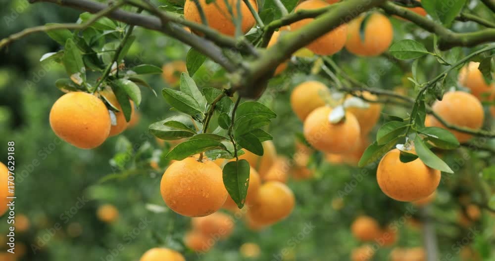 A scene of abundant harvest, with citrus fruits accumulating in the orchard