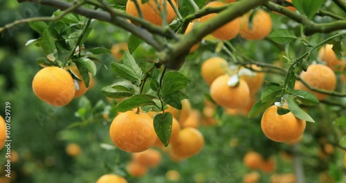 A scene of abundant harvest, with citrus fruits accumulating in the orchard