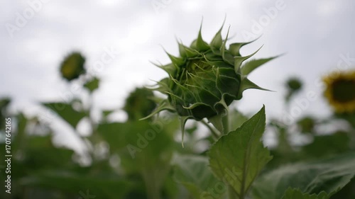Blooming sunflower standing out in a green field filled with buds under a cloudy sky. Natural summer landscape showing growth, contrast, and the beauty of rural agriculture.