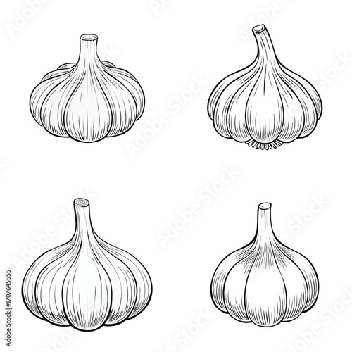 Garlic beautiful line drawing vector collection combined in one artwork.