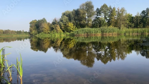 Peaceful lake landscape with calm water reflecting green trees and reeds under clear blue sky. Tranquil natural scenery captures the beauty of a quiet summer morning in the countryside.